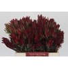 Leucadendron Blush Spray