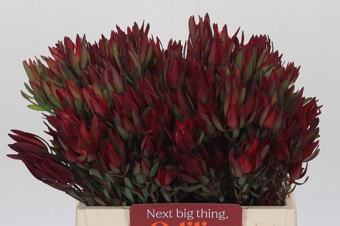Leucadendron Blush Spray
