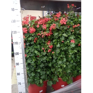 Pelargonium pelt. 'Balkon Rood'