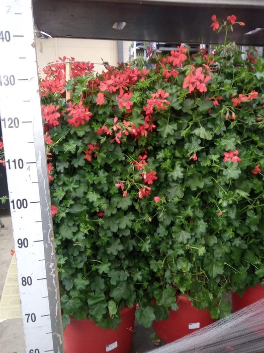 <h4>Pelargonium pelt. 'Balkon Rood'</h4>