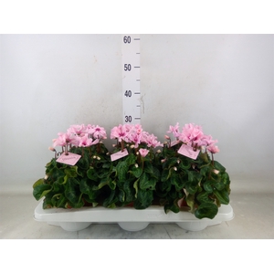 Cyclamen KL 'Illusia'