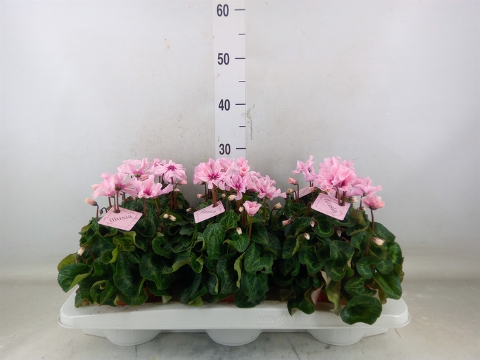 <h4>Cyclamen KL 'Illusia'</h4>