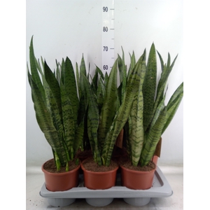 Sansevieria zeylanica
