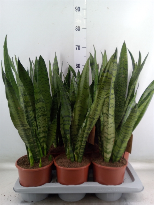 <h4>Sansevieria zeylanica</h4>