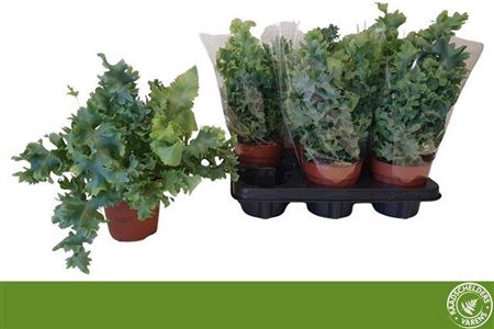 <h4>Phlebodium aureum Davana</h4>