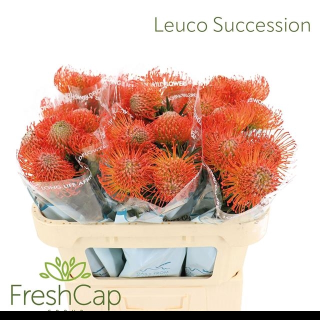 LEUCO CO SUCCESSION