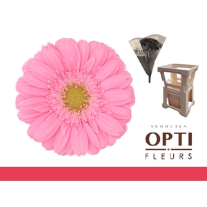 Germini Kirstey Water