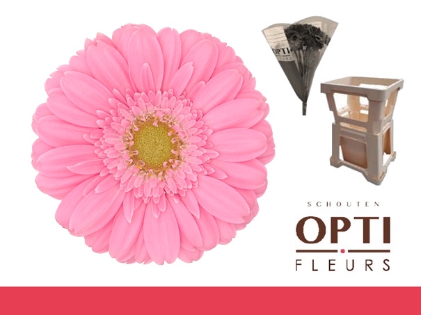 <h4>Germini Kirstey Water</h4>