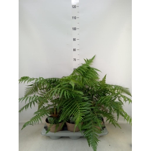 Dicksonia antarctica