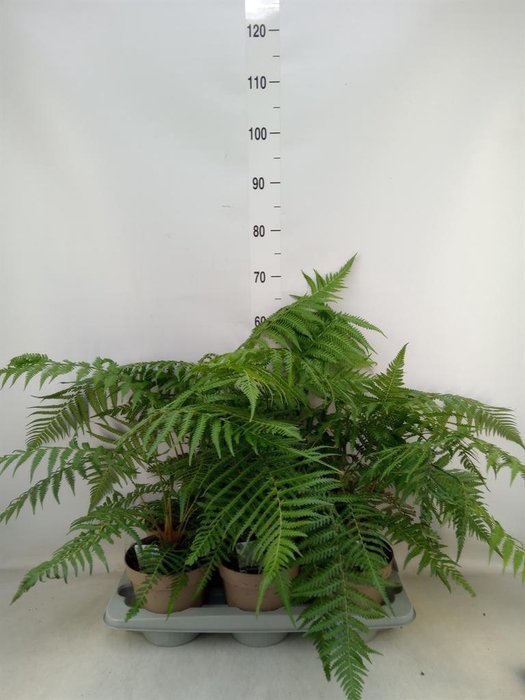 <h4>Dicksonia antarctica</h4>