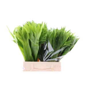 Lettuce Fern (mg)
