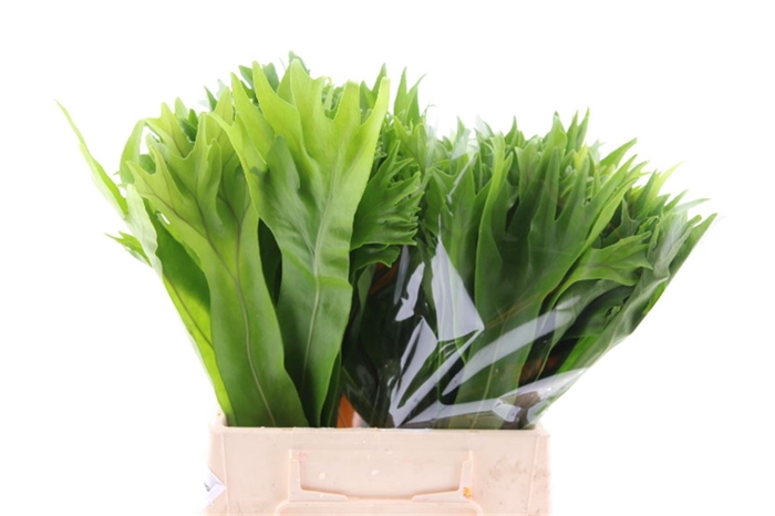 Lettuce Fern (mg)