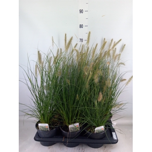 Pennisetum alopec. 'Hameln'