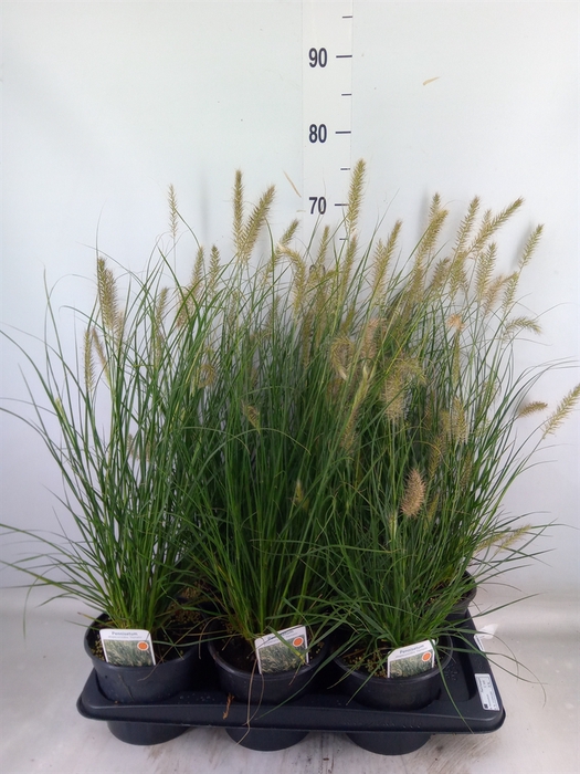 <h4>Pennisetum alopec. 'Hameln'</h4>
