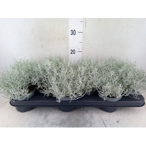 Leucophyta brownii