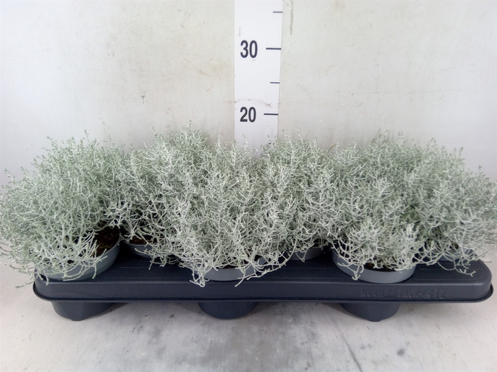 <h4>Leucophyta brownii</h4>