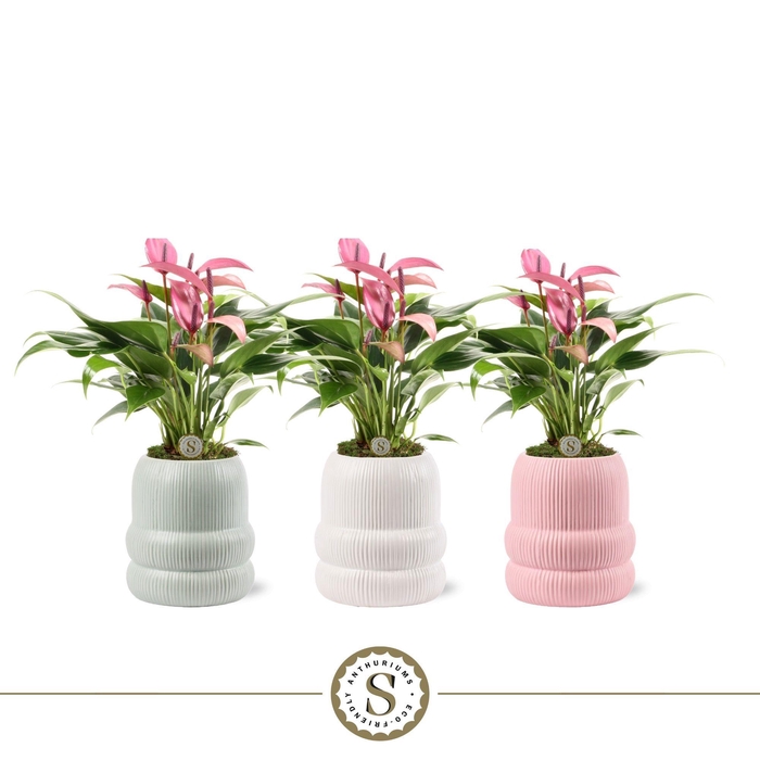 <h4>Helsinki Keramiek Zizou</h4>