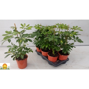 SCHEF AR GOLD CAPELL