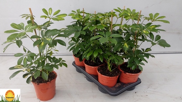 SCHEF AR GOLD CAPELL