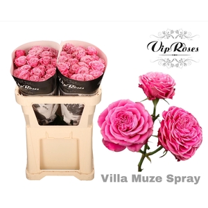 R Tr Villa Muze