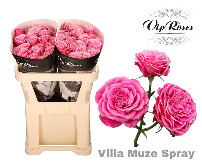 <h4>R Tr Villa Muze</h4>