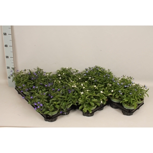Lobelia divers