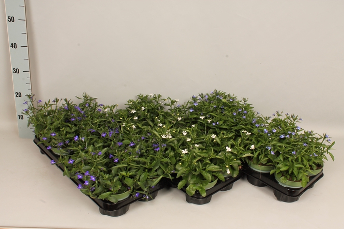 <h4>Lobelia divers</h4>