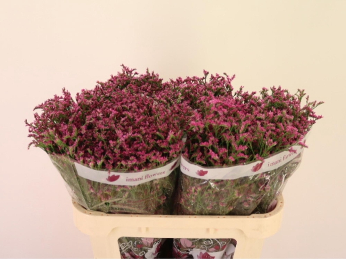 <h4>LIM SIN CHIN LOVELY</h4>