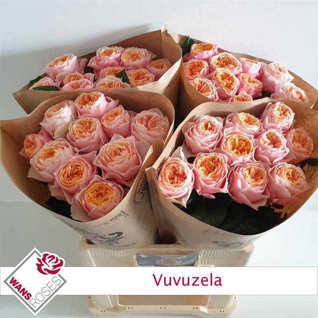 <h4>Rosa la garden vuvuzela</h4>