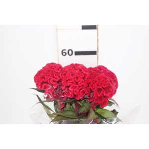 CELOSIA RED CHIEF 060 CM VERMELHO