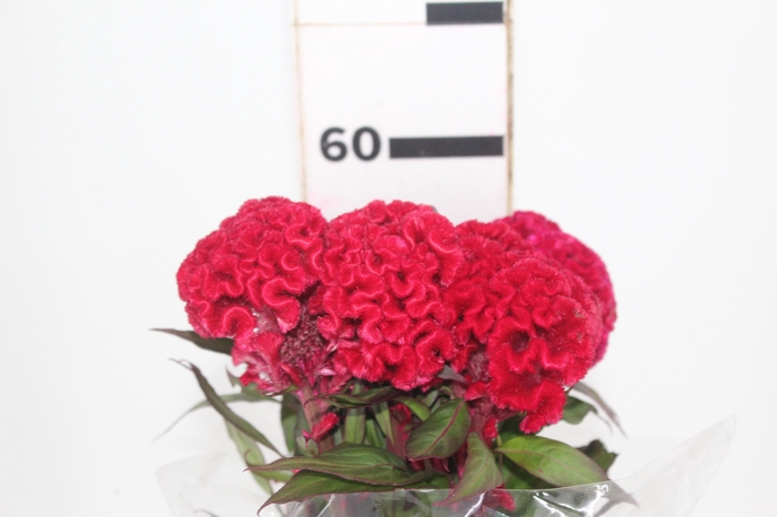 <h4>CELOSIA RED CHIEF 060 CM VERMELHO</h4>