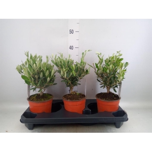 Olea europaea