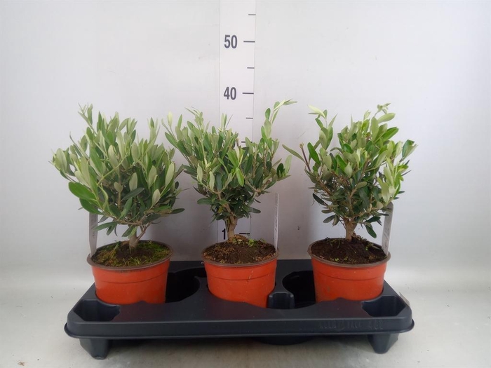 <h4>Olea europaea</h4>