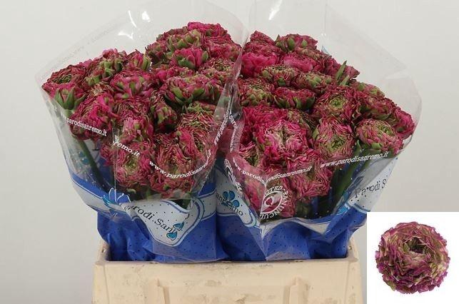 <h4>RAN PON PON ALADDIN</h4>