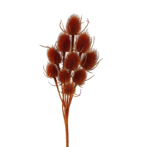 Dried Artz Cardistella Picasso Bunch