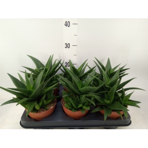 Haworthia pumila 'West Jogoo'