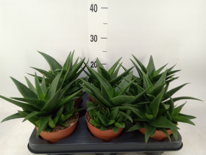 <h4>Haworthia pumila 'West Jogoo'</h4>