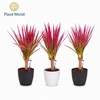 Dracaena Bicolor