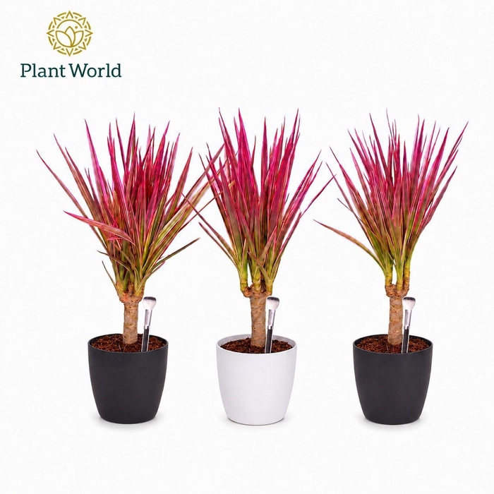 Dracaena Bicolor