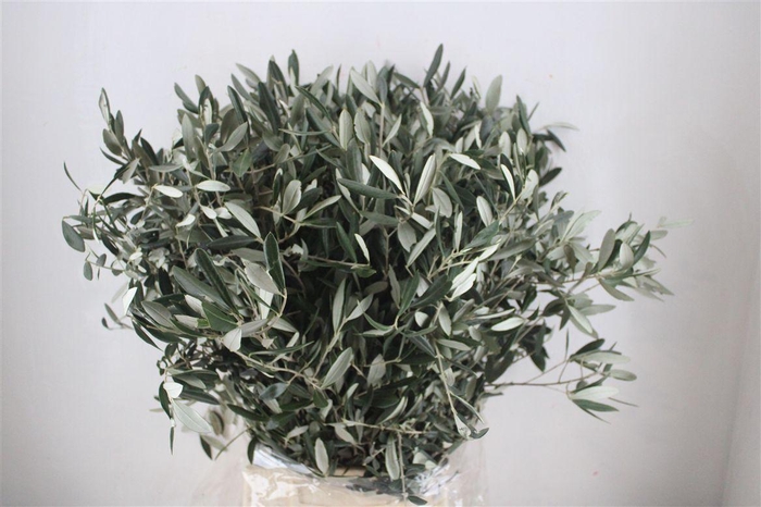 <h4>Olive 300gr P/b</h4>