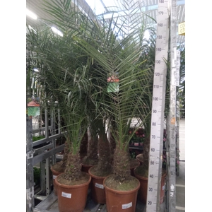Phoenix roebelenii