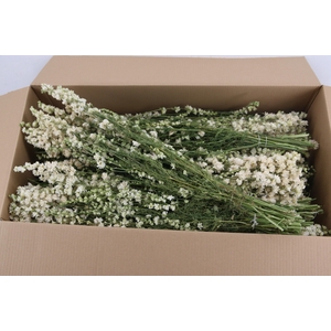 DF Delphinium White Bs 80g