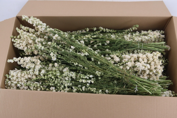 <h4>DF Delphinium White Bs 80g</h4>