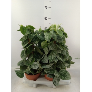 Scindapsus pictus 'Silvery Ann'