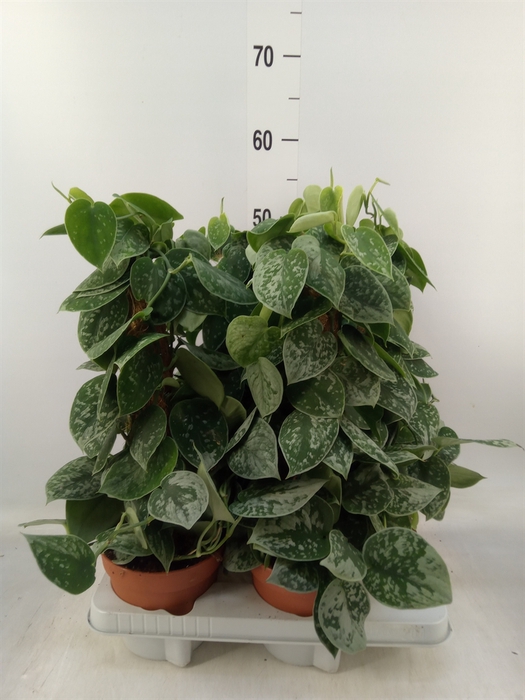 <h4>Scindapsus pictus 'Silvery Ann'</h4>