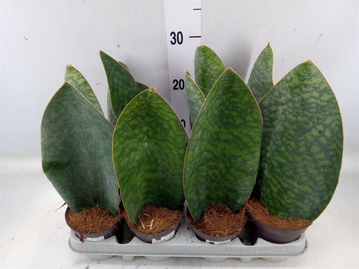 <h4>Sansevieria grandis</h4>