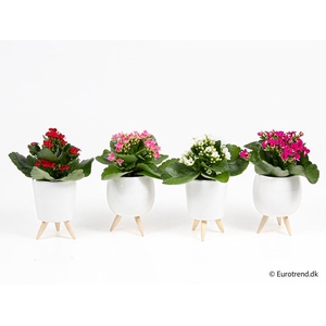 KALANCHOE BLOSSFELDIANA 'MINI'