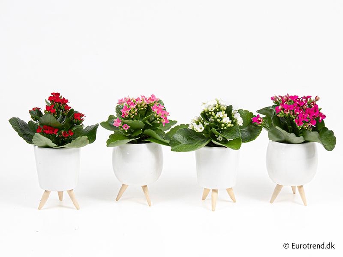 <h4>KALANCHOE BLOSSFELDIANA  p6</h4>