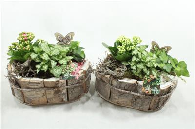 <h4>JA306 SCHORS OVAAL INDOOR</h4>