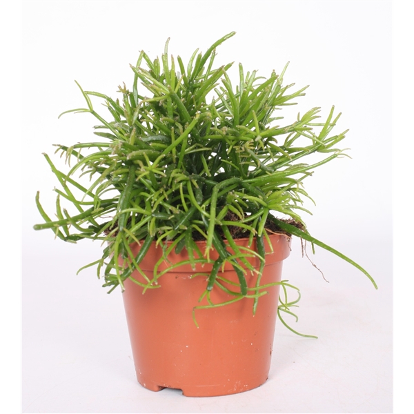 <h4>Rhipsalis bacci. 'Oasis' 9 cm</h4>